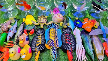 Cá cảnh dễ thương, cá rồng, con vịt, cá betta, cá đuôi kiếm, bộ sưu tập cá mô hình