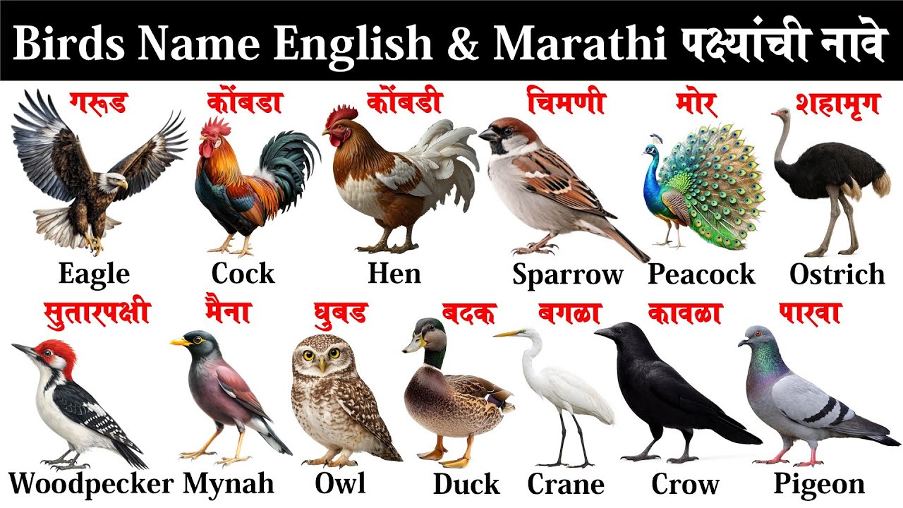 20 Birds name in English and Marathi for Kids | 20 पक्ष्यांची नावे इंग्रजी व मराठी | Birds Name |