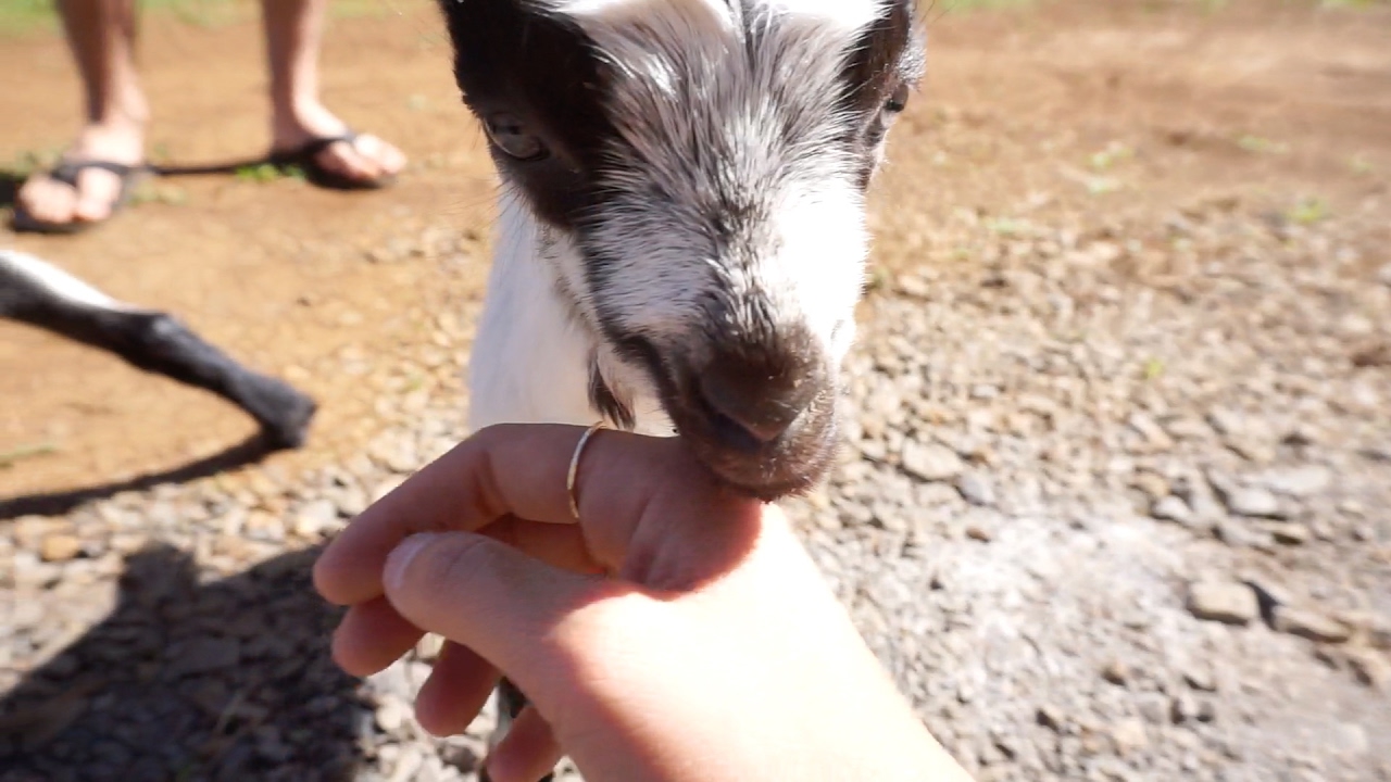 BABY GOATS AND WAVES HAWAII VLOG 27 KARLIE THOMA YouTube