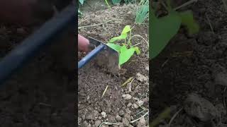 Su 19080802846 mini rotary tillage and ridging all-in one trees, plants short #travel#beach #flowers Su 19080802846 mini rotary tillage and ridging all-in one trees, plants short #travel#beach #flowers