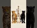 What Happens If a Jaguar Breeds with a Black Panther? | Arcane Mutation