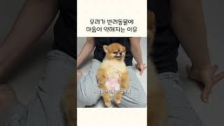 반려동물에 더 애뜻해지는 이유