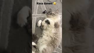Gündüz Uyanmaz Gece Uyutmaz Romeo’m 🥰🧿