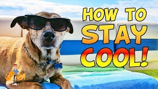 11 Tips for How to Keep a Dog Cool in Summer + Prevent Heatstroke | Hot Weather Dog Care pt 5