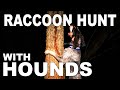 Hunting Raccoons with Hounds