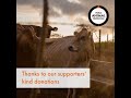 Helping animals after cyclone Idai
