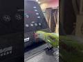 #cutebird#parrot#birds#youtubeshorts#shorts#shortvideos#trending#🦜