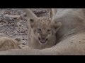 Safari Live : The Nkuhuma Pride, Lost cubs found on drive this afternoon  Sept 09, 2016