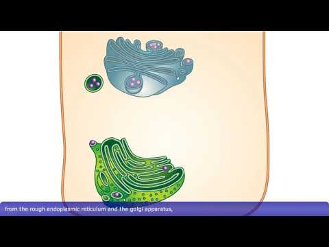 Exocytosis에 대한 자세한 애니메이션