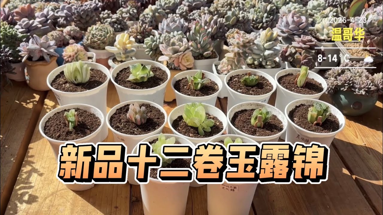 多肉植物】十二卷玉露锦来啦❤️挑战全新品种😊 - YouTube
