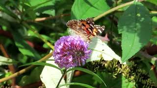 Painted Lady Vanessa Cardui