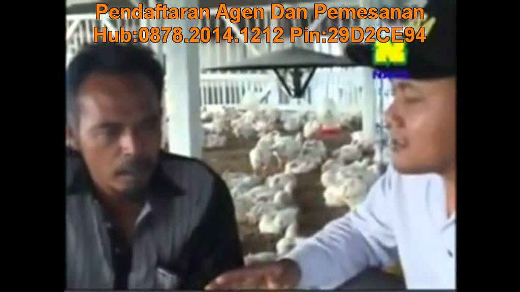 Cara Beternak Ayam Broiler 