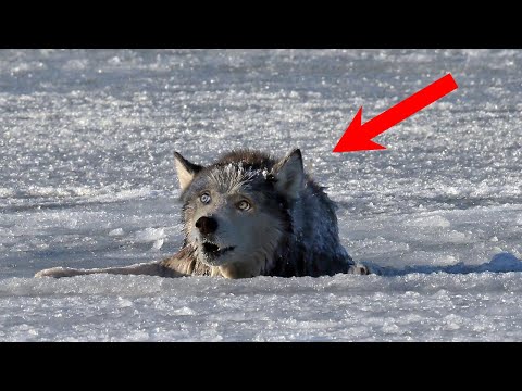 Видео: Эстонцы спасают волка ото льда, думая, что это волк