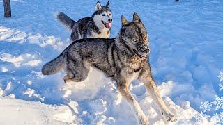 My Siberian Husky Goes CRAZY Playing in DEEP Snow! by Gone to the Snow Dogs 39,754 views 3 months ago 6 minutes, 9 seconds