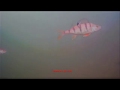 Подводное видео. Рязань, 2-ой Борковский карьер