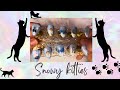 Snowy Kitties. Fun With Water Tattoos and Stickers
