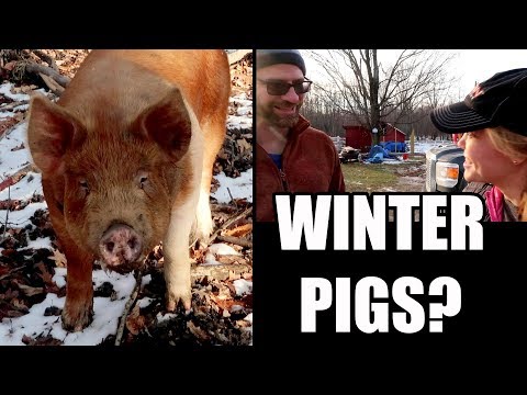 Video: How To Marinate Pigs For The Winter
