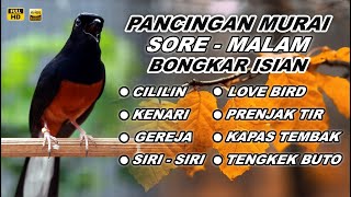 Pancingan Murai Batu Full Isian Tembakan Kasar Murai Lain Pasti Emosi