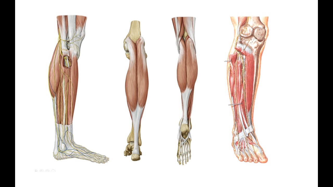 Bacağın Arka, Ön ve Lateral Bölgeleri (Hızlı tekrar) [Teorik]