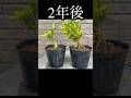 【ミニ盆栽】キンズのにぎり #盆栽 #bonsai