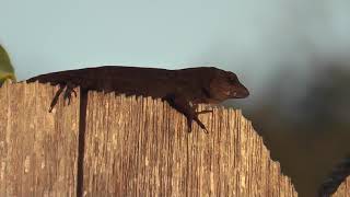 Brown Anole Displaying - Cheek Flexing