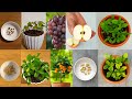 Top 5 Inventions and Ideas, How to grow Grapes, Pomegranate, Orange, Apple, Lemon tree from Seeds