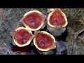 9 Bizarre Animal Adaptations
