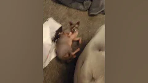 Cute cat plays with bag