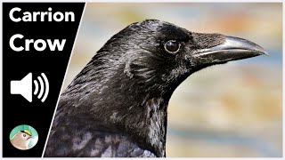 Carrion Crow  Sounds