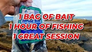 1 bag of pilchard bait & 1 hour of fishing