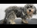 MATTED to the SKIN! Sweet 16 year old dog gets a fresh start image