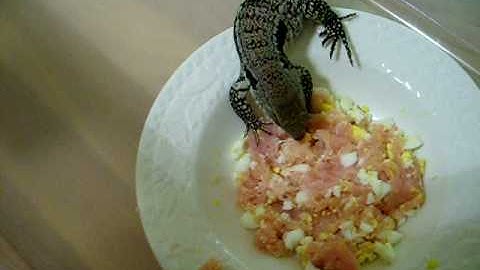 Argentine hybrid blue/red Tegu babies