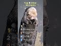 Top 5 Otter moments! #animalvideos #bunny #pets #rabbit #otter #catvideos #cats #cat #dogs #dog