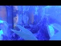 Fish Blue water