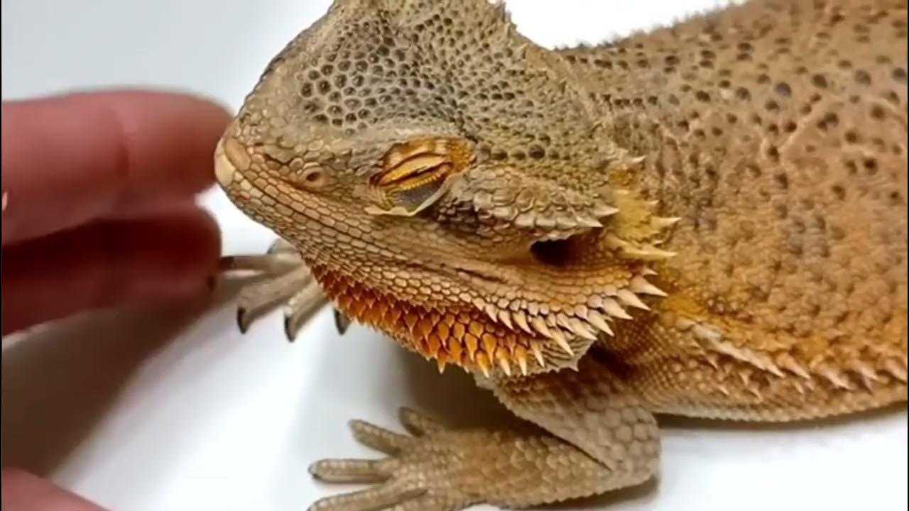 bearded-dragon-shed-removal-eye-ear-nose-face-no-bgm-stayrad