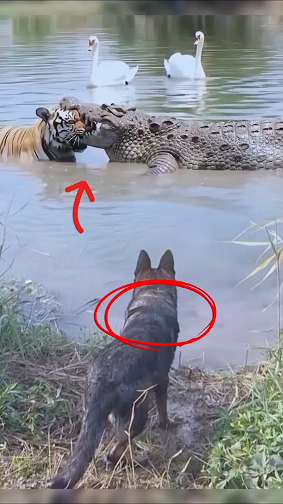 Pertarungan Buas! Harimau vs Buaya Epik🔥