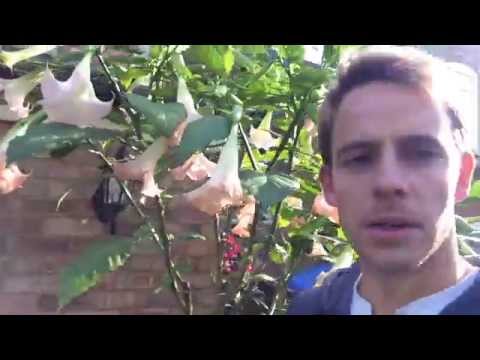 Video: Cultivation Of Brugmansia Candida In An Apartment And Winter Gardens