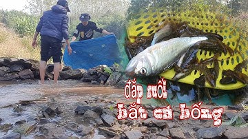 đắp suối bắt cá bống đá, cá bống hoa mùa đông