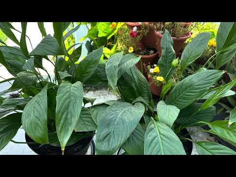 لماذا تذبل نبتة الشراع او زنبق السلام وما هي الظروف المناسبة لانتعاشها مع طريقة الاكثار والعناية