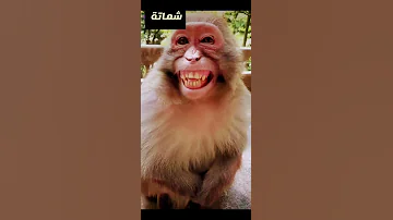 يوم لك ويوم عليك 