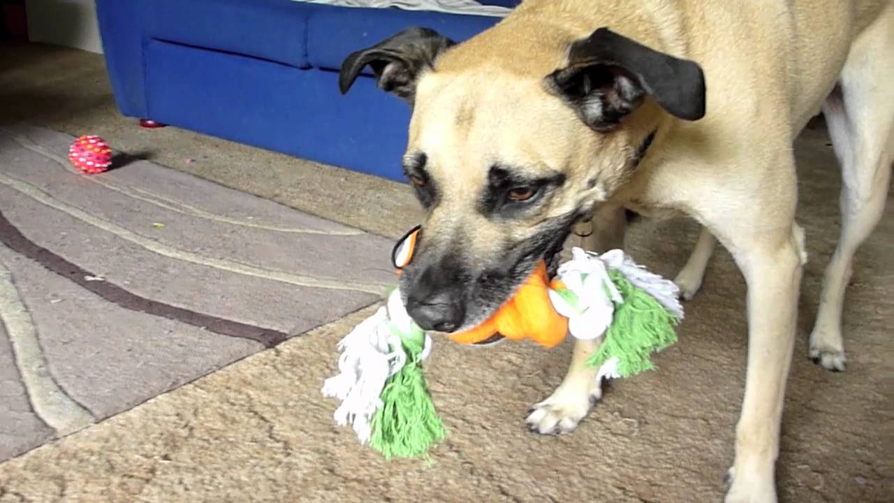 Dogs get new toys YouTube