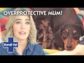 Overprotective New Mum Guards Tiny Puppies With Her Life!! | Full Episode | Bondi Vet