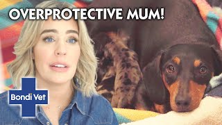 Overprotective New Mum Guards Tiny Puppies With Her Life!! | Full Episode | Bondi Vet