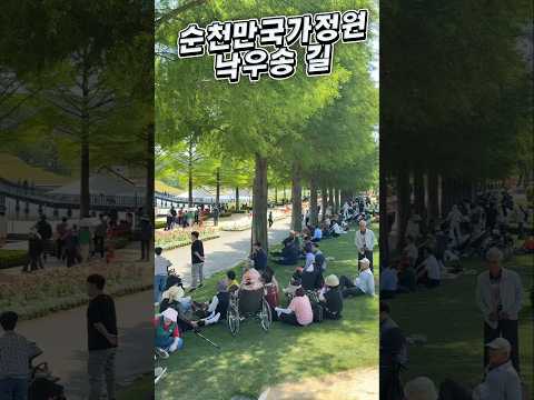 순천만국가정원 낙우송 길 ,#외국거리 #낙우송길 #아름다운정원 #순천여행 #순천이좋다사람이좋다 #양기자tv