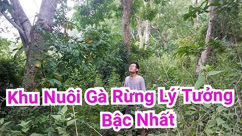 Mô Hình Nuôi Gà Rừng Lý Tưởng Nhất - forest for raising chickens