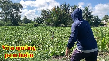 Câu Cá Tra Sông Chỗ Này Ăn Câu Nhanh Mới Quăng Pen Luôn | Fishing Miền Tây