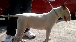 English Bull Terrier Puppie. Cel.- 33-1089-6695 Héctor Nevárez, por la tarde antes partir al DF...