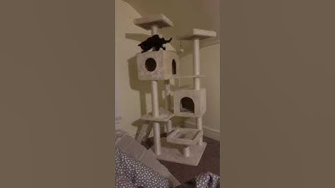 AmazonBasics Multi Level Cat Tree