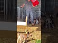 Watch your step! #babygoats #homesteading