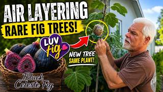 Air Layering Rare Fig Trees! The Easiest Way to Clone Your Favorite Fig 🌱